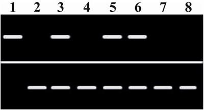 MicroRNA target homeobox messenger RNA in HIV induced hematopoietic inhibition